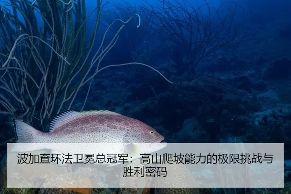 bo-jia-cha-huan-fa-wei-mian-zong-guan-jun-gao-shan-pa-po-neng-li-de-ji-xian-tiao-zhan-yu-sheng-li-mi-ma-2-845.jpg